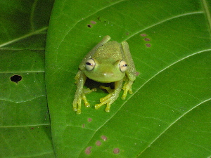  ( - AJC_2021)  @13 [ ] CreativeCommons - Attribution Non-Commercial Share-Alike (2010) Andrew J. Crawford Smithsonian Tropical Research Institute