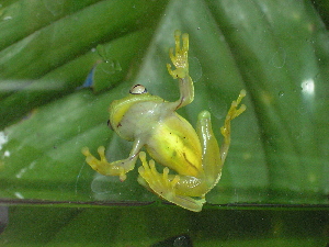  ( - AJC_2021)  @13 [ ] CreativeCommons - Attribution Non-Commercial Share-Alike (2010) Andrew J. Crawford Smithsonian Tropical Research Institute