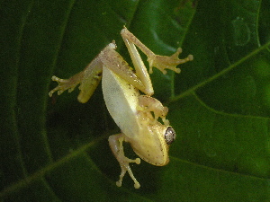  ( - AJC_2023)  @11 [ ] CreativeCommons - Attribution Non-Commercial Share-Alike (2010) Andrew J. Crawford Smithsonian Tropical Research Institute