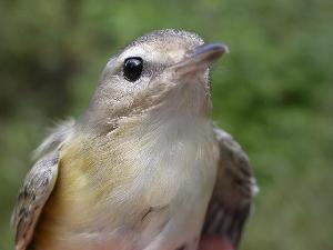  (Vireo gilvus - MBO 2440-72020)  @14 [ ] Copyright (2010) Unspecified Unspecified