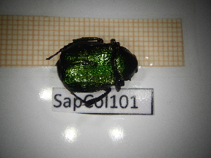  ( - SapCol101)  @11 [ ] CreativeCommons Attribution (2025) Dept Invertebrate Zoology and Hydrobiology, University of Lodz University of Lodz