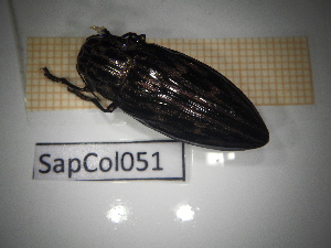  ( - SapCol051)  @11 [ ] CreativeCommons Attribution (2025) Dept Invertebrate Zoology and Hydrobiology, University of Lodz University of Lodz