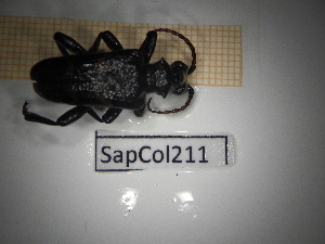  ( - SapCol211)  @11 [ ] CreativeCommons Attribution (2025) Dept Invertebrate Zoology and Hydrobiology, University of Lodz University of Lodz