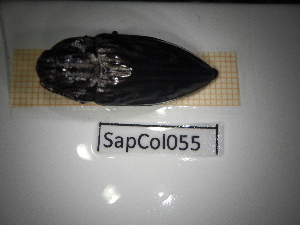  ( - SapCol055)  @11 [ ] CreativeCommons Attribution (2025) Dept Invertebrate Zoology and Hydrobiology, University of Lodz University of Lodz