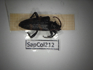  ( - SapCol212)  @11 [ ] CreativeCommons Attribution (2025) Dept Invertebrate Zoology and Hydrobiology, University of Lodz University of Lodz