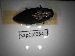  ( - SapCol054)  @11 [ ] CreativeCommons Attribution (2025) Dept Invertebrate Zoology and Hydrobiology, University of Lodz University of Lodz