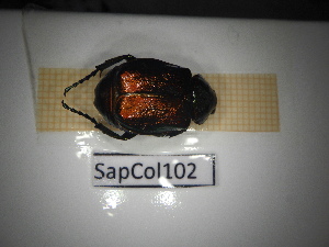  ( - SapCol102)  @11 [ ] CreativeCommons Attribution (2025) Dept Invertebrate Zoology and Hydrobiology, University of Lodz University of Lodz