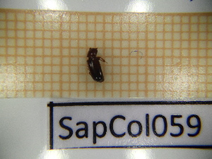  ( - SapCol059)  @11 [ ] CreativeCommons Attribution (2025) Dept Invertebrate Zoology and Hydrobiology, University of Lodz University of Lodz