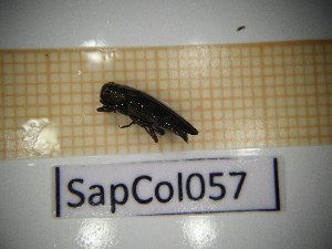  ( - SapCol057)  @11 [ ] CreativeCommons Attribution (2025) Dept Invertebrate Zoology and Hydrobiology, University of Lodz University of Lodz
