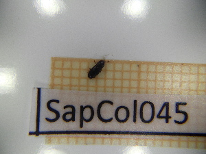  ( - SapCol045)  @11 [ ] CreativeCommons Attribution (2025) Dept Invertebrate Zoology and Hydrobiology, University of Lodz University of Lodz