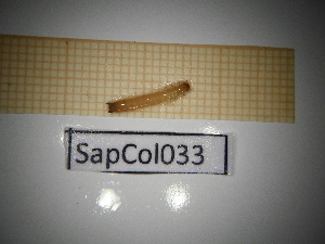  ( - SapCol033)  @11 [ ] CreativeCommons Attribution (2025) Dept Invertebrate Zoology and Hydrobiology, University of Lodz University of Lodz