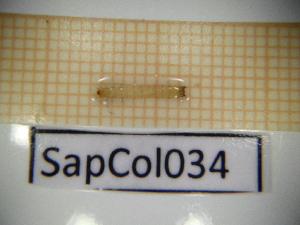  ( - SapCol034)  @11 [ ] CreativeCommons Attribution (2025) Dept Invertebrate Zoology and Hydrobiology, University of Lodz University of Lodz