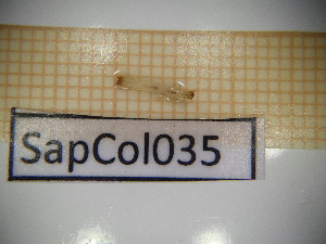  ( - SapCol035)  @11 [ ] CreativeCommons Attribution (2025) Dept Invertebrate Zoology and Hydrobiology, University of Lodz University of Lodz
