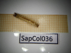  ( - SapCol036)  @11 [ ] CreativeCommons Attribution (2025) Dept Invertebrate Zoology and Hydrobiology, University of Lodz University of Lodz