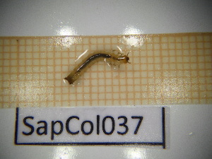  ( - SapCol037)  @11 [ ] CreativeCommons Attribution (2025) Dept Invertebrate Zoology and Hydrobiology, University of Lodz University of Lodz