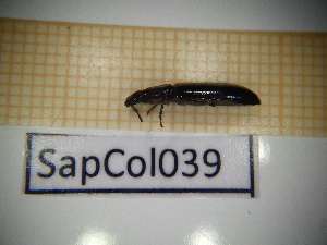  ( - SapCol039)  @11 [ ] CreativeCommons Attribution (2025) Dept Invertebrate Zoology and Hydrobiology, University of Lodz University of Lodz