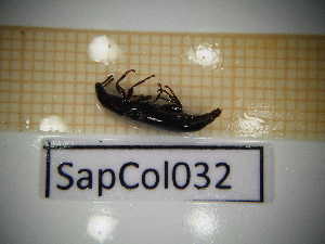  ( - SapCol032)  @11 [ ] CreativeCommons Attribution (2025) Dept Invertebrate Zoology and Hydrobiology, University of Lodz University of Lodz