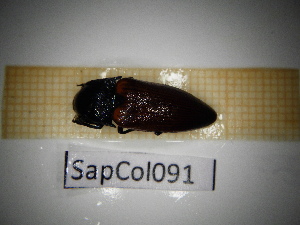  ( - SapCol091)  @11 [ ] CreativeCommons Attribution (2025) Dept Invertebrate Zoology and Hydrobiology, University of Lodz University of Lodz