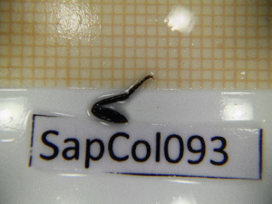 ( - SapCol093)  @11 [ ] CreativeCommons Attribution (2025) Dept Invertebrate Zoology and Hydrobiology, University of Lodz University of Lodz