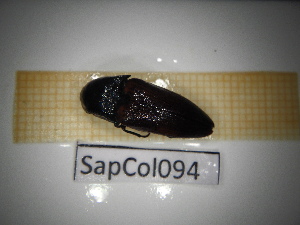  ( - SapCol094)  @11 [ ] CreativeCommons Attribution (2025) Dept Invertebrate Zoology and Hydrobiology, University of Lodz University of Lodz