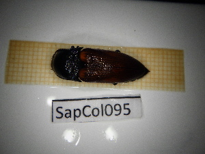  ( - SapCol095)  @11 [ ] CreativeCommons Attribution (2025) Dept Invertebrate Zoology and Hydrobiology, University of Lodz University of Lodz