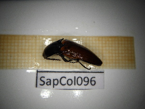  ( - SapCol096)  @11 [ ] CreativeCommons Attribution (2025) Dept Invertebrate Zoology and Hydrobiology, University of Lodz University of Lodz