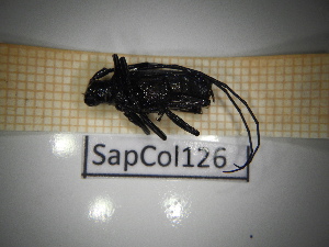 ( - SapCol126)  @11 [ ] CreativeCommons Attribution (2025) Dept Invertebrate Zoology and Hydrobiology, University of Lodz University of Lodz