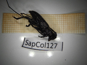  ( - SapCol127)  @11 [ ] CreativeCommons Attribution (2025) Dept Invertebrate Zoology and Hydrobiology, University of Lodz University of Lodz