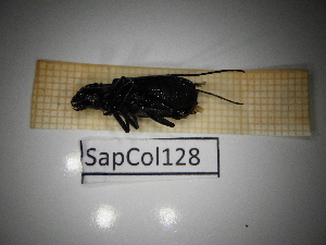  ( - SapCol128)  @11 [ ] CreativeCommons Attribution (2025) Dept Invertebrate Zoology and Hydrobiology, University of Lodz University of Lodz