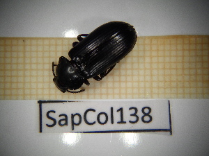  ( - SapCol138)  @11 [ ] CreativeCommons Attribution (2025) Dept Invertebrate Zoology and Hydrobiology, University of Lodz University of Lodz