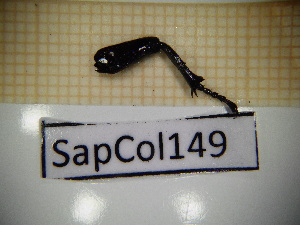  ( - SapCol149)  @11 [ ] CreativeCommons Attribution (2025) Dept Invertebrate Zoology and Hydrobiology, University of Lodz University of Lodz