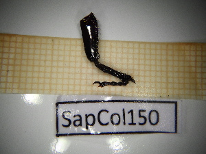  ( - SapCol150)  @11 [ ] CreativeCommons Attribution (2025) Dept Invertebrate Zoology and Hydrobiology, University of Lodz University of Lodz