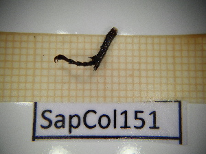  ( - SapCol151)  @11 [ ] CreativeCommons Attribution (2025) Dept Invertebrate Zoology and Hydrobiology, University of Lodz University of Lodz