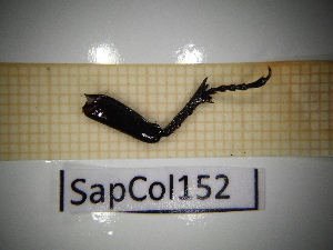  ( - SapCol152)  @11 [ ] CreativeCommons Attribution (2025) Dept Invertebrate Zoology and Hydrobiology, University of Lodz University of Lodz