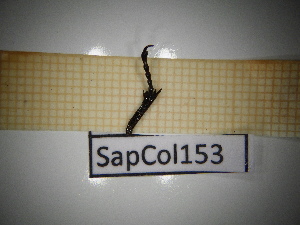  ( - SapCol153)  @11 [ ] CreativeCommons Attribution (2025) Dept Invertebrate Zoology and Hydrobiology, University of Lodz University of Lodz