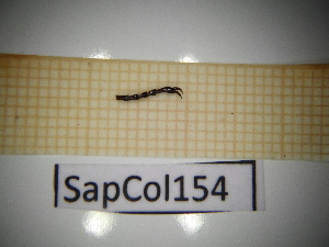  ( - SapCol154)  @11 [ ] CreativeCommons Attribution (2025) Dept Invertebrate Zoology and Hydrobiology, University of Lodz University of Lodz