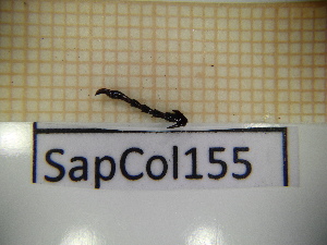  ( - SapCol155)  @11 [ ] CreativeCommons Attribution (2025) Dept Invertebrate Zoology and Hydrobiology, University of Lodz University of Lodz