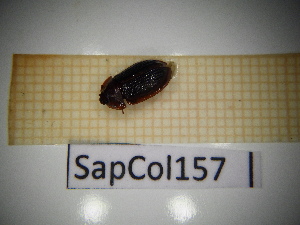  (Ostoma ferruginea - SapCol157)  @11 [ ] CreativeCommons Attribution (2025) Dept Invertebrate Zoology and Hydrobiology, University of Lodz University of Lodz