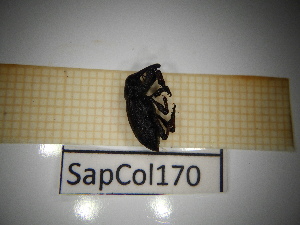  ( - SapCol170)  @11 [ ] CreativeCommons Attribution (2025) Dept Invertebrate Zoology and Hydrobiology, University of Lodz University of Lodz