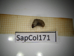  ( - SapCol171)  @11 [ ] CreativeCommons Attribution (2025) Dept Invertebrate Zoology and Hydrobiology, University of Lodz University of Lodz