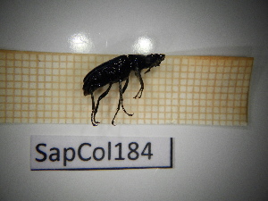 ( - SapCol184)  @11 [ ] CreativeCommons Attribution (2025) Dept Invertebrate Zoology and Hydrobiology, University of Lodz University of Lodz