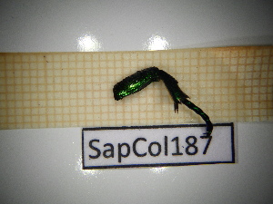  ( - SapCol187)  @11 [ ] CreativeCommons Attribution (2025) Dept Invertebrate Zoology and Hydrobiology, University of Lodz University of Lodz