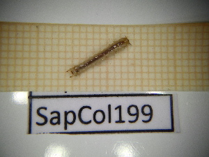  ( - SapCol199)  @11 [ ] CreativeCommons Attribution (2025) Dept Invertebrate Zoology and Hydrobiology, University of Lodz University of Lodz