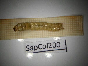  ( - SapCol200)  @11 [ ] CreativeCommons Attribution (2025) Dept Invertebrate Zoology and Hydrobiology, University of Lodz University of Lodz