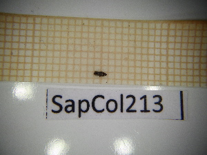  ( - SapCol213)  @11 [ ] CreativeCommons Attribution (2025) Dept Invertebrate Zoology and Hydrobiology, University of Lodz University of Lodz