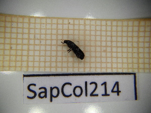  ( - SapCol214)  @11 [ ] CreativeCommons Attribution (2025) Dept Invertebrate Zoology and Hydrobiology, University of Lodz University of Lodz