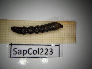  ( - SapCol223)  @11 [ ] CreativeCommons Attribution (2025) Dept Invertebrate Zoology and Hydrobiology, University of Lodz University of Lodz