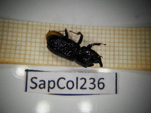  ( - SapCol236)  @11 [ ] CreativeCommons Attribution (2025) Dept Invertebrate Zoology and Hydrobiology, University of Lodz University of Lodz
