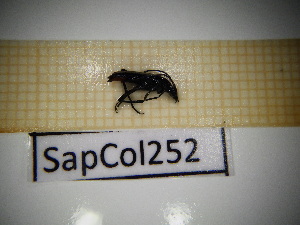 ( - SapCol252)  @11 [ ] CreativeCommons Attribution (2025) Dept Invertebrate Zoology and Hydrobiology, University of Lodz University of Lodz