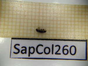  ( - SapCol260)  @11 [ ] CreativeCommons Attribution (2025) Dept Invertebrate Zoology and Hydrobiology, University of Lodz University of Lodz